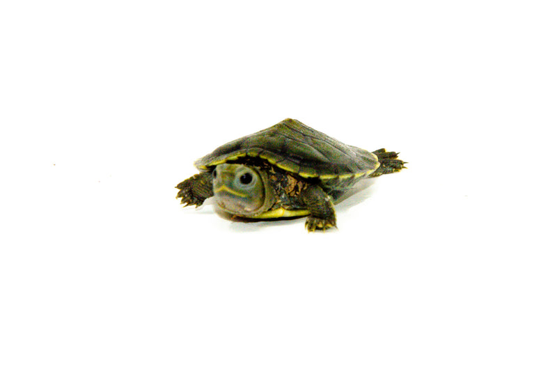 Baby Charcoal Red Eared Slider Turtle